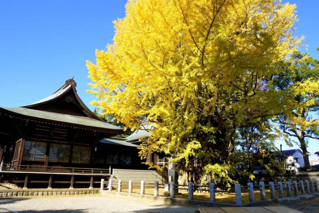 【初詣におすすめ】千葉県市川市 葛飾八幡宮 – 歴史とご利益、巨大イチョウが魅力の古社