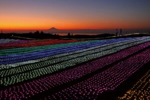 マザー牧場のイルミネーション「光の花園 2024-2025」のアクセスや見どころをご紹介！