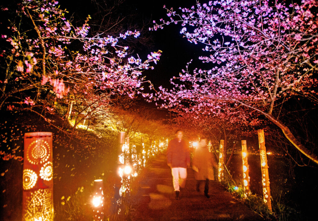 【頼朝桜と竹あかり】幻想的な光と歴史を感じる、千葉県鋸南町のイベント