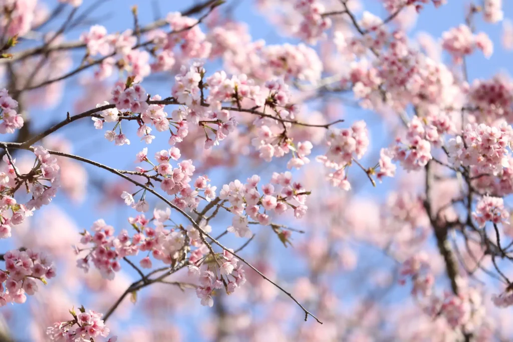 桜の名所佐倉で、桜イベント開催！「桜に染まるまち、佐倉2025」の謎解き＆無料巡回バス情報