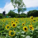 【ふなばしアンデルセン公園】8月末までの「ひまわりまつり」の見どころや施設情報をご紹介
