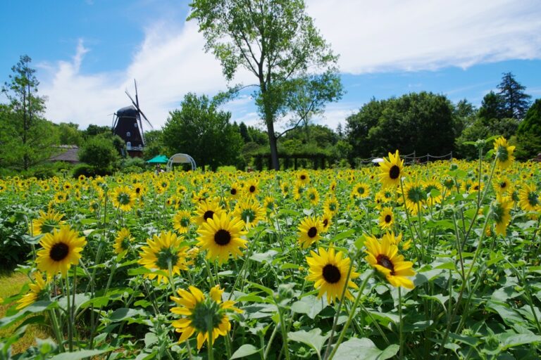 【ふなばしアンデルセン公園】8月末までの「ひまわりまつり」の見どころや施設情報をご紹介