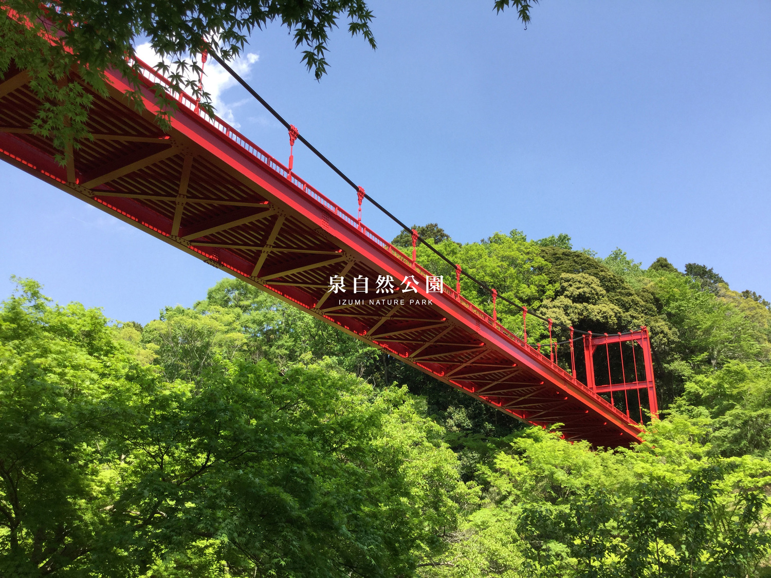 【泉自然公園さくらまつり2026】最終週末に楽しむ千葉の穴場花見スポット