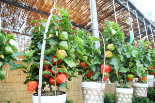 白い鉢に植えられたほおずきが並ぶ様子