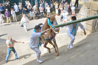 人見神社の神馬奉納神事で氏子に支えられながら石段をかけ上がる馬