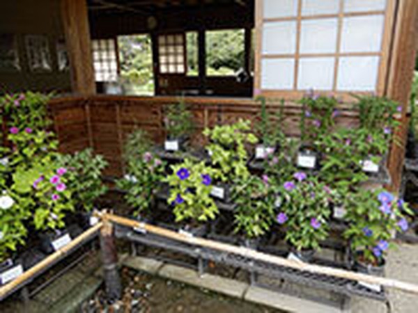くらしの植物苑の建物の軒下に、変化朝顔の鉢がずらりと並べられている展示の様子。手前には水路がある