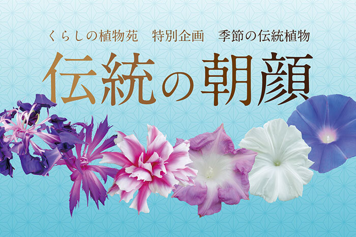 くらしの植物苑特別企画『伝統の朝顔』の告知画像。水色の背景に、紫のちぢれた花・ピンクの八重咲き・白や青の大輪など、形の異なる変化朝顔が横一列に並んでいる