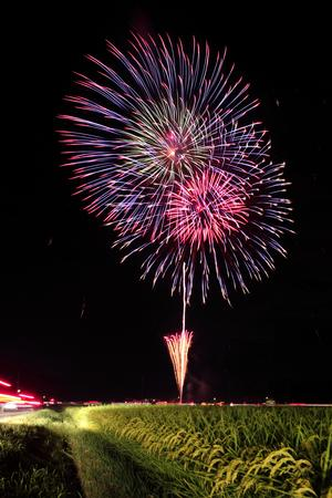 夜空に大きく開いたピンクと青紫の花火。手前には穂の出た水田が広がり、左手の農道を走る車の光が線になっている