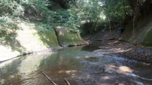 市原市平蔵の里山を流れる平蔵川