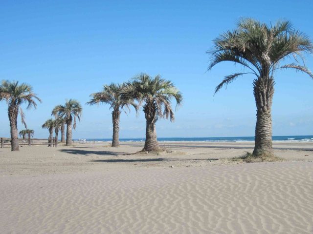 ヤシの木が並ぶ広い砂浜と、その向こうに広がる青い海