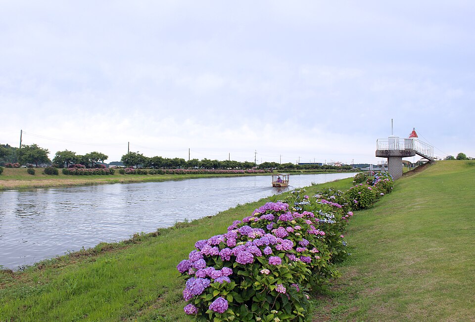 栗山川沿いのあじさい遊歩道。川岸に紫やピンクのあじさいが咲き、川面を小舟が進み、右手に赤い屋根の展望台が見える