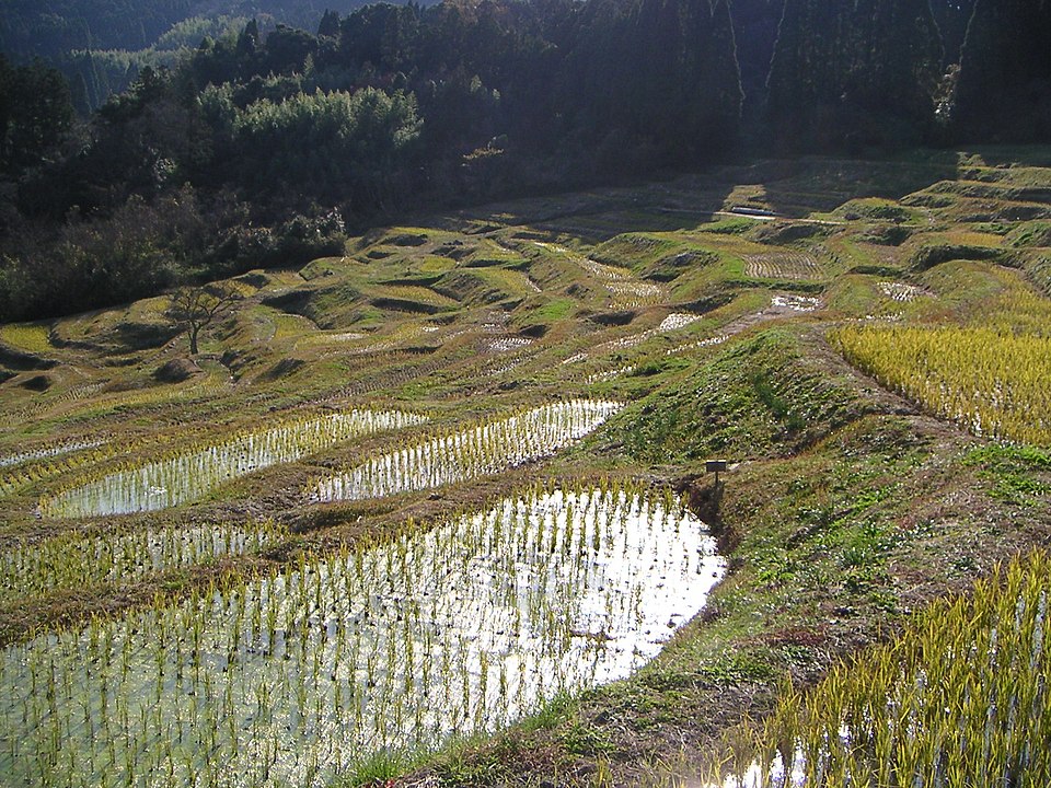 鴨川市の大山千枚田の棚田