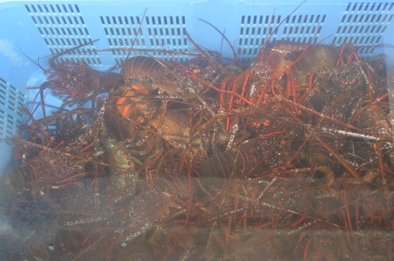 青いプラスチックの魚箱を上から覗いた写真。海水の中に赤褐色のイセエビが十数尾ひしめき、長い触角が何本も交差している。殻のとげと白い斑点、折りたたまれた脚がはっきり見える