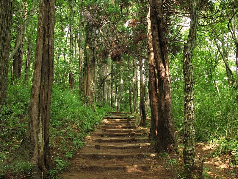 昭和の森の木立と階段の園路