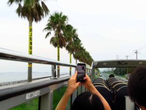 千葉フォルニアと呼ばれる県道287号のヤシ並木