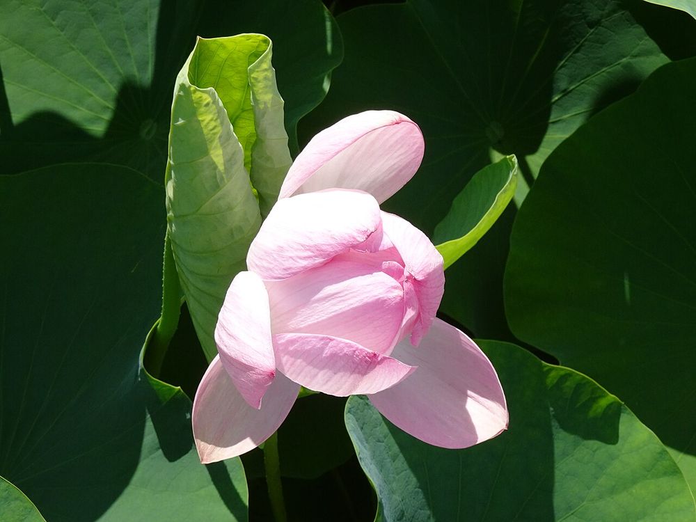 大きな緑の葉に囲まれて咲く淡いピンクの蓮の花。花びらが開きかけている