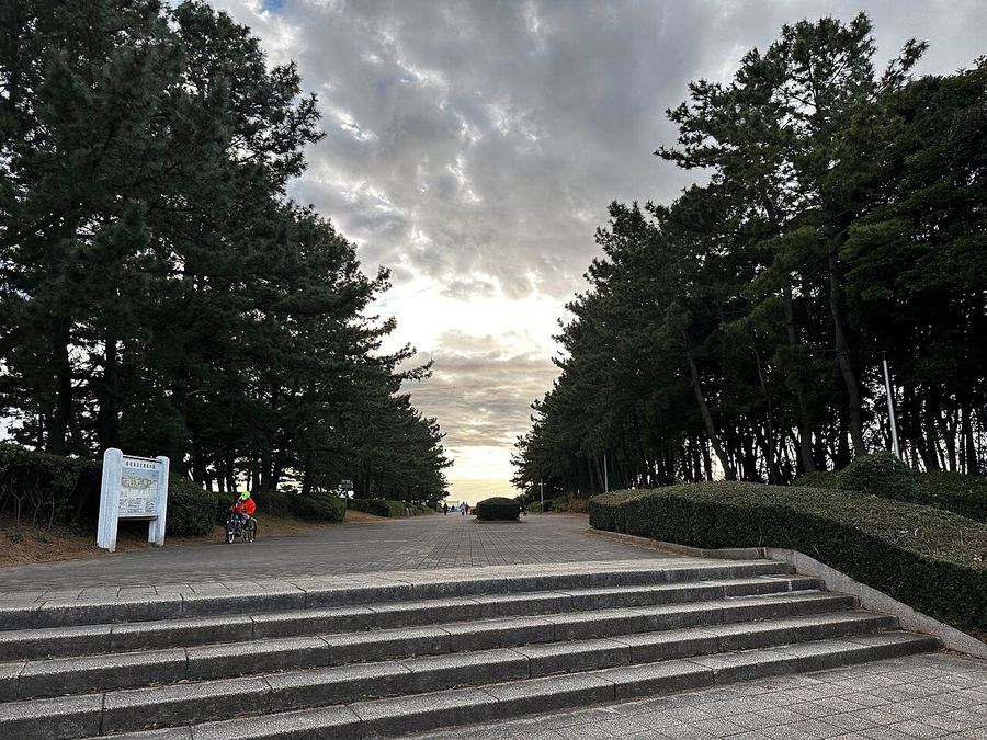 稲毛海浜公園の園内。手前に幅の広い石段があり、その先の遊歩道が両側のクロマツ林にはさまれて海側へ続いている