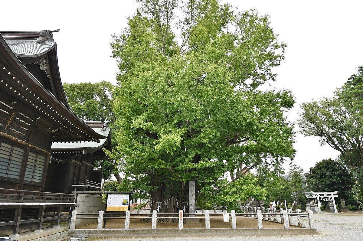 葛飾八幡宮の千本公孫樹。多数の幹が寄り合った根元が白い石の玉垣に囲まれ、注連縄が張られている。葉は青々とした緑色で、左に社殿、右奥に鳥居が見える
