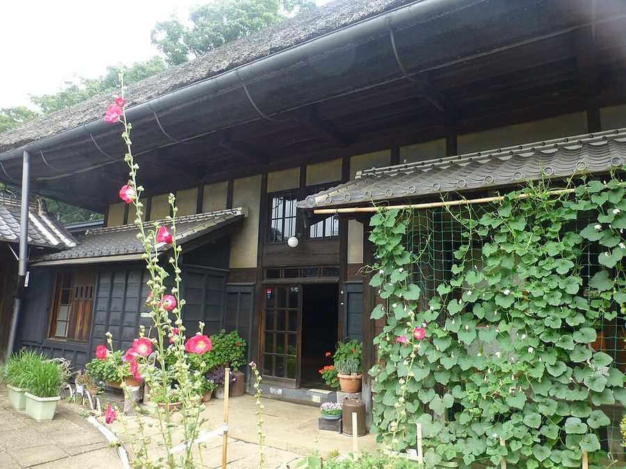旧吉田家住宅の主屋入口。茅葺きの軒下に格子戸が開き、右手に緑のつる植物のカーテン、手前にタチアオイの花と鉢植えが並ぶ