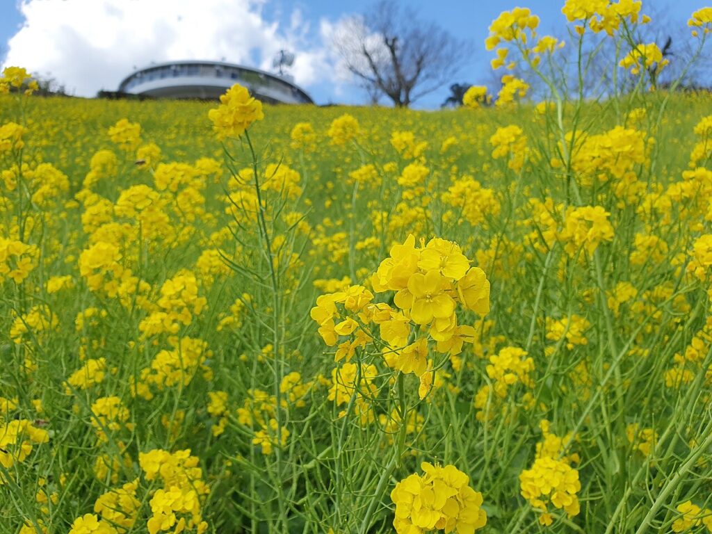 黄色い菜の花が斜面一面に咲くマザー牧場の花畑と、丘の上に立つ円形の展望館