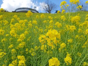 黄色い菜の花が斜面一面に咲くマザー牧場の花畑と、丘の上に立つ円形の展望館