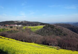 マザー牧場の花の大斜面を高い位置から見下ろした写真。手前に黄色い菜の花が斜面いっぱいに咲き、その奥に谷をはさんで牧場の建物と房総の低い山並みが連なる