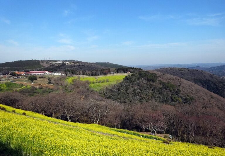 マザー牧場の花の大斜面を高い位置から見下ろした写真。手前に黄色い菜の花が斜面いっぱいに咲き、その奥に谷をはさんで牧場の建物と房総の低い山並みが連なる