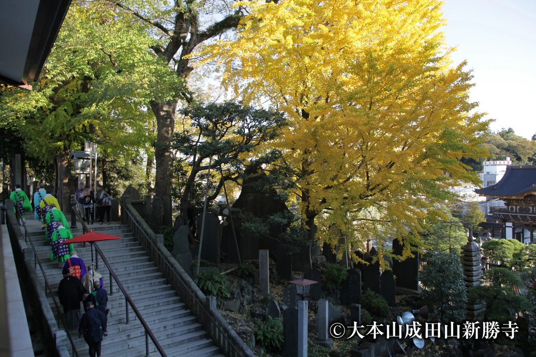 境内の長い石段を僧侶の一行が下りていく。石段の右手には黄色く色づいた大きなイチョウの木と石碑が並ぶ