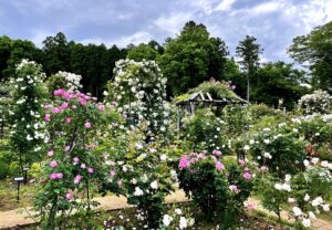 ピンクと白のつるバラがアーチとオベリスク仕立てで咲く佐倉草ぶえの丘のバラ園。奥に丸太を組んだパーゴラ、背後は針葉樹の林