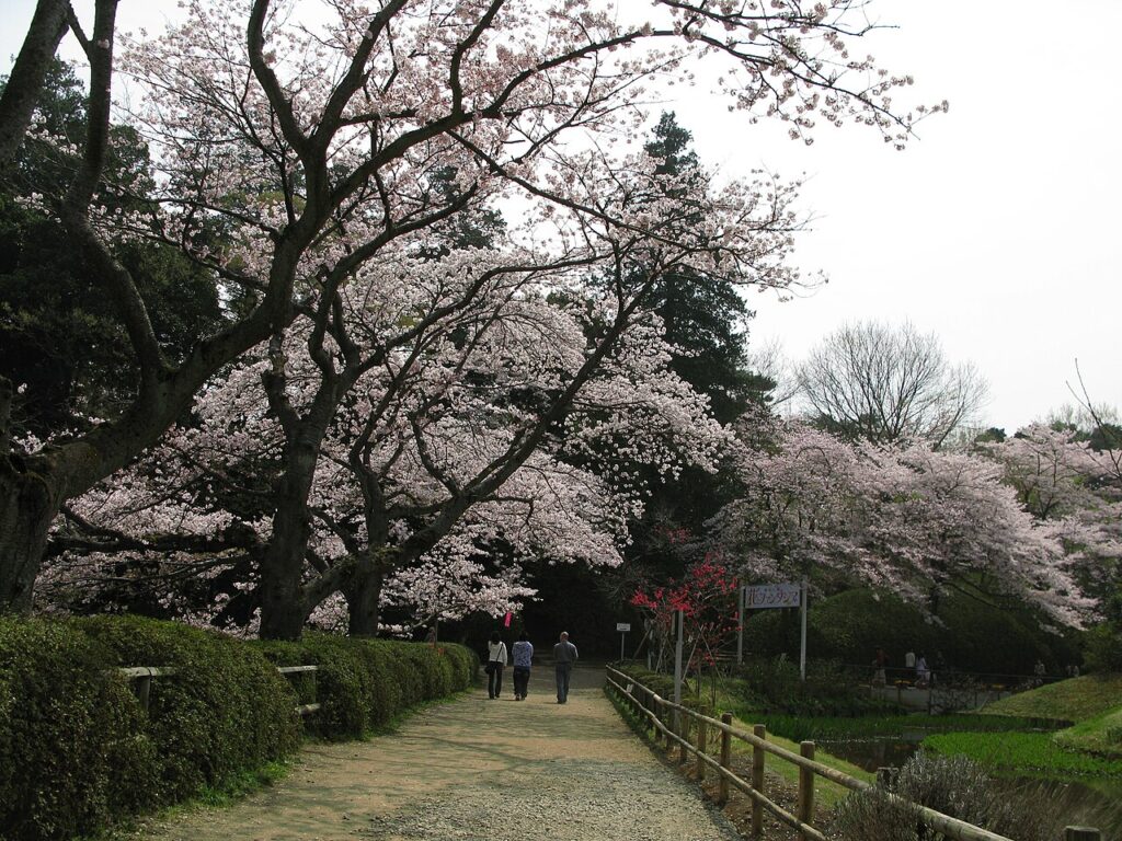 満開の桜のトンネルになった砂利道の園路。左側は刈り込まれた生垣、右側は丸太の柵で、その向こうに池と桜が続く