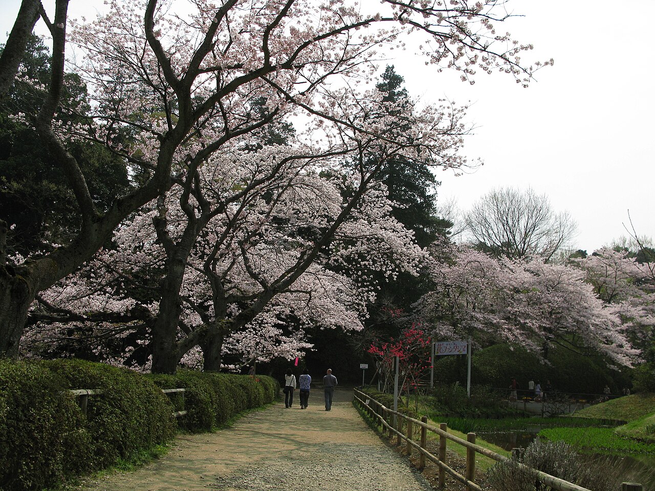 満開の桜のトンネルになった砂利道の園路。左側は刈り込まれた生垣、右側は丸太の柵で、その向こうに池と桜が続く