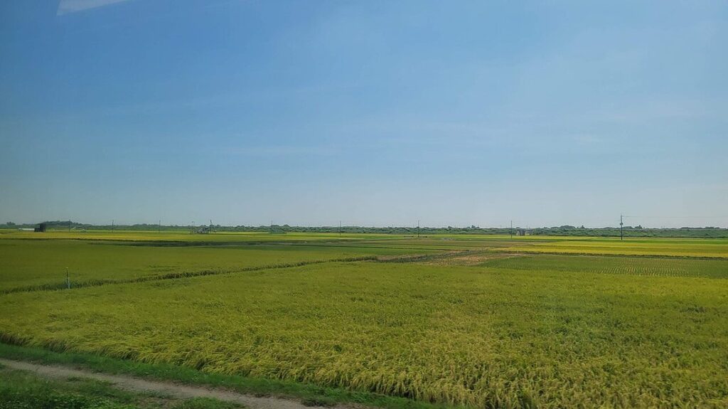 匝瑳市の田園風景。実りかけた黄緑色の稲が地平線近くまで一面に広がり、電柱と防風林が点在するほかは高い建物がなく、空が大きく開けている