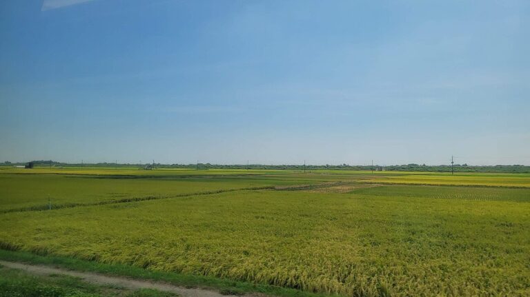 匝瑳市の田園風景。実りかけた黄緑色の稲が地平線近くまで一面に広がり、電柱と防風林が点在するほかは高い建物がなく、空が大きく開けている