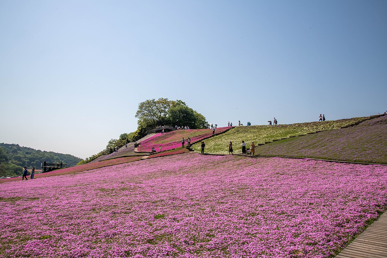 斜面一面を覆うピンクの芝桜。中央の丘の上に木立があり、その周囲や斜面の小道を大勢の来園者が歩いている。右手前には木製の遊歩道が続く