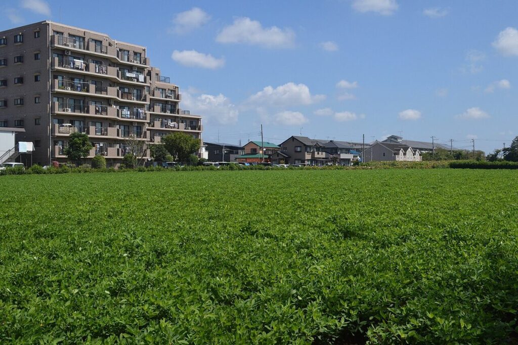 千葉県八街市の市街地に広がる落花生の畑。手前に緑の落花生畑、奥に住宅とマンションが並ぶ