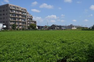 千葉県八街市の市街地に広がる落花生の畑。手前に緑の落花生畑、奥に住宅とマンションが並ぶ