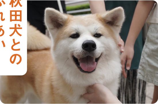 秋田犬とのふれあいのイメージ写真