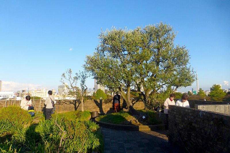 朝倉彫塑館の屋上庭園。オリーブの木の向こうに谷中の街並みと東京スカイツリーが見える