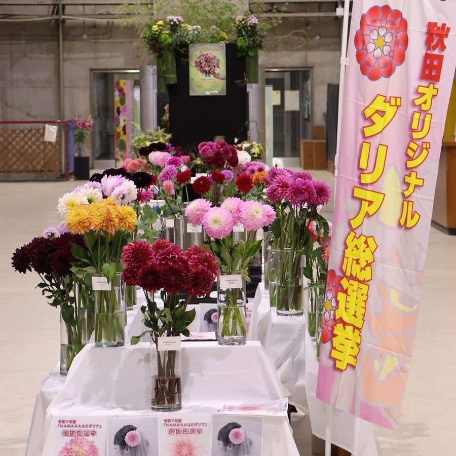 秋田オリジナルダリア総選挙ののぼりと、花瓶に生けられた候補品種のダリア