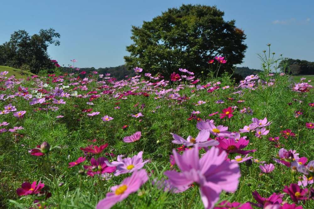 東京ドイツ村で過去に咲いたピンクや赤紫のコスモス畑と青空