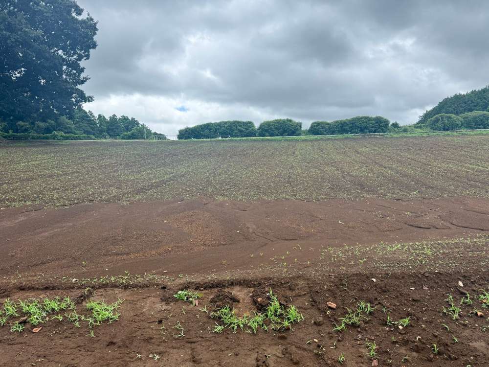 大雨で表面の土が流れ、筋状に削られた四季の丘の花畑