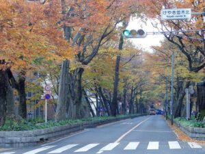 府中市のけやき並木通り