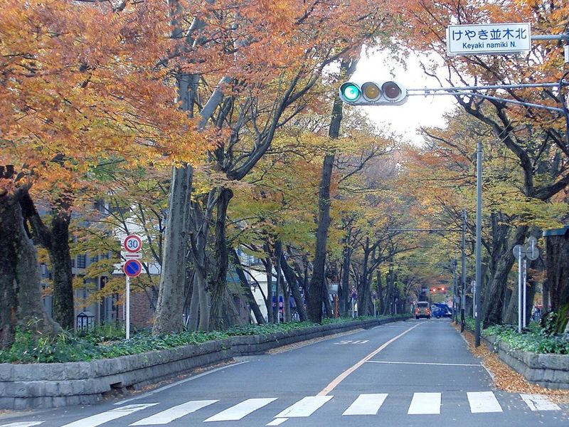 府中市のけやき並木通り