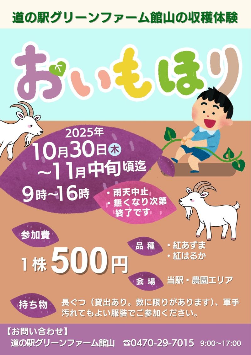 2025年の道の駅グリーンファーム館山「おいもほり」のチラシ。10月30日から11月中旬頃まで9時〜16時、1株500円、品種は紅あずまと紅はるか、長ぐつの貸出ありと書かれている