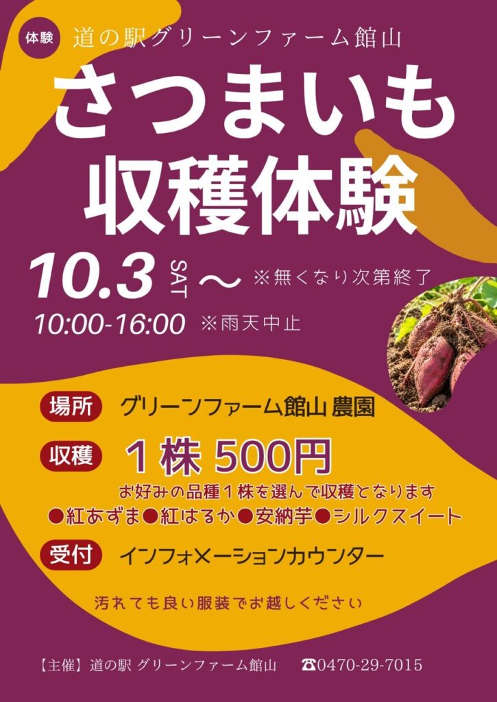 道の駅グリーンファーム館山のさつまいも収穫体験のチラシ。10月3日から10時〜16時、雨天中止、1株500円で紅あずま・紅はるか・安納芋・シルクスイートから1株を選んで収穫すると書かれている