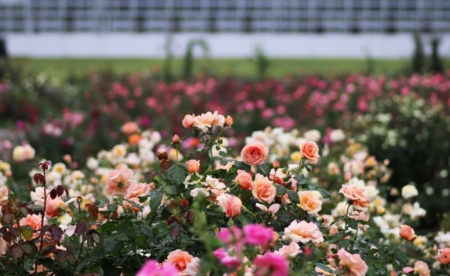 神代植物公園の秋のばら園で咲くオレンジやピンクのバラ