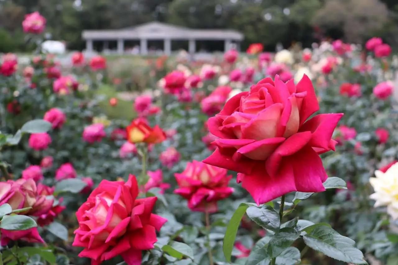 神代植物公園のばら園に咲く赤いバラと奥の白い建物
