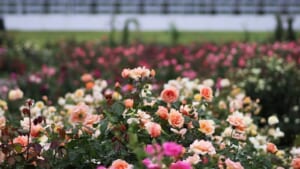 神代植物公園の秋のばら園