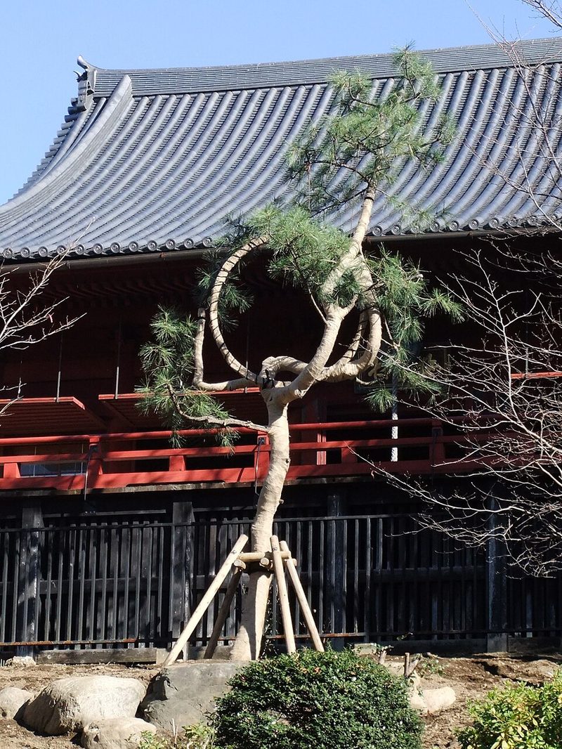 清水観音堂の前庭で枝を円形に仕立てた月の松と、朱塗りの舞台