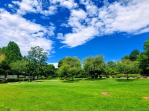 青空と白い雲の下に、広い芝生と木々が広がる公園の写真